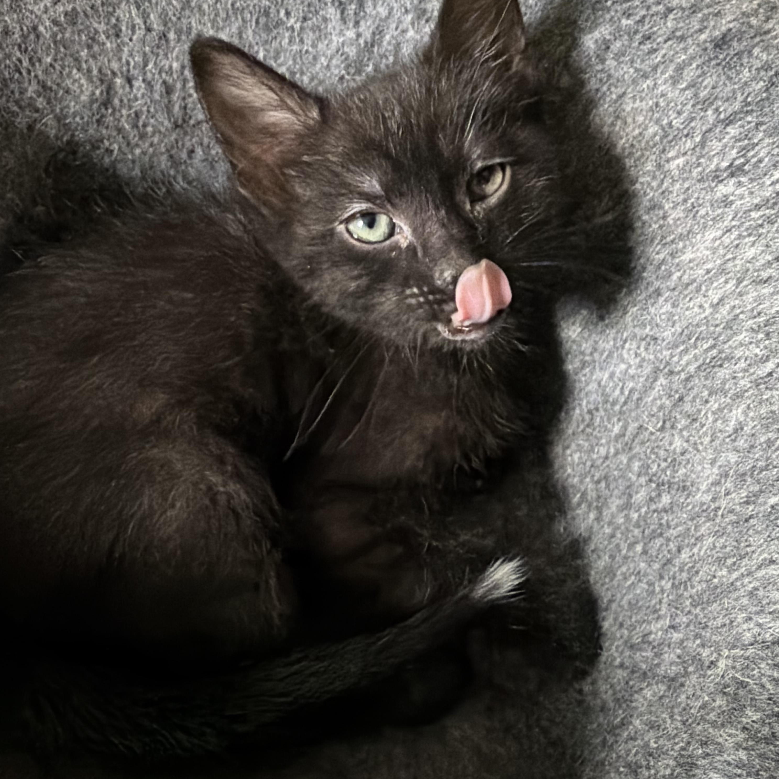 Dom Groth, Adoptable, Kitten Male Domestic Short Hair.