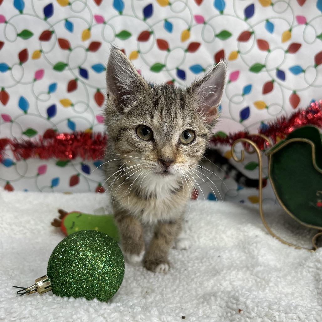 Elena, Adoptable, Kitten Female Domestic Short Hair.