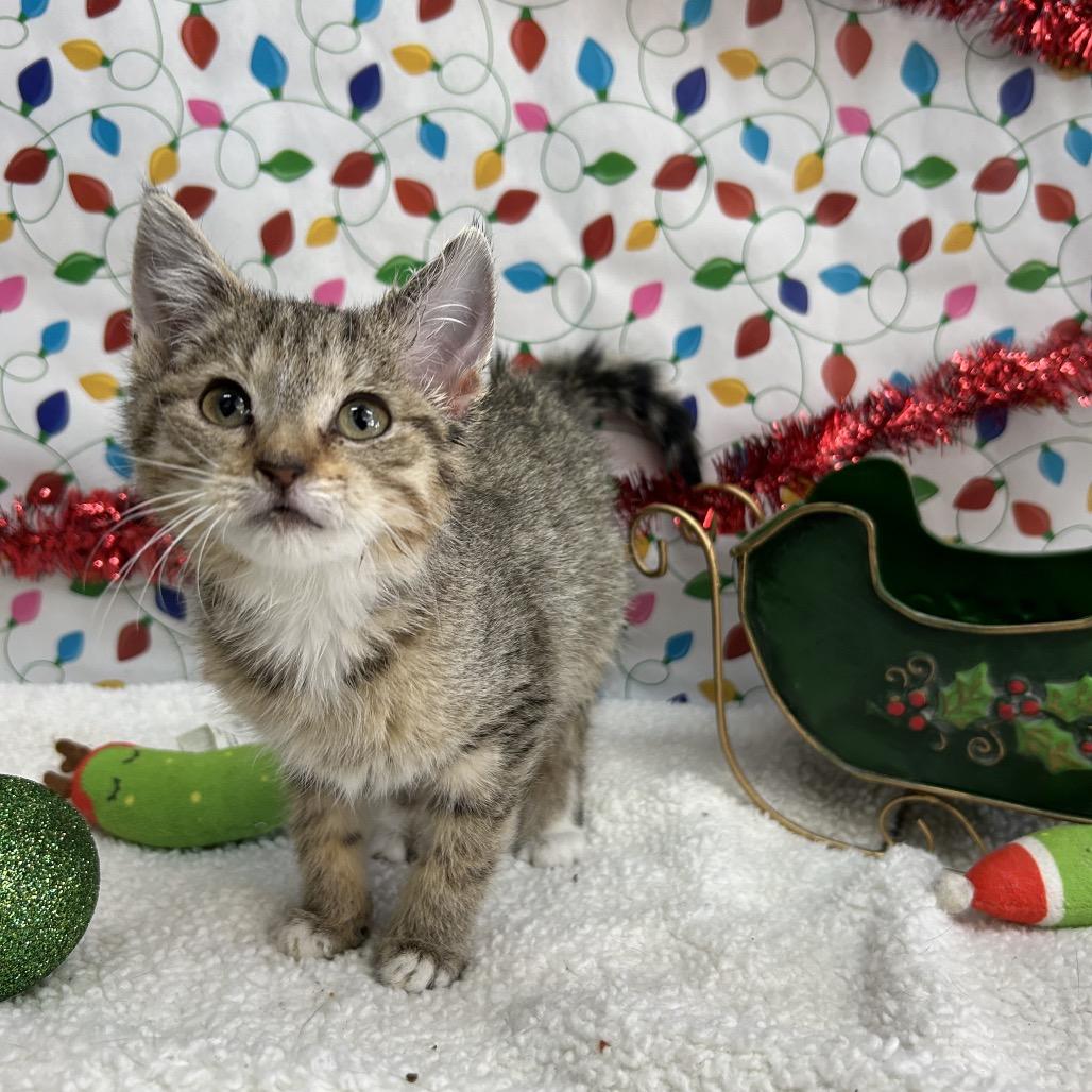 Enlarge Elena, a Adoptable Domestic Short Hair in West Point, MS image 2/2