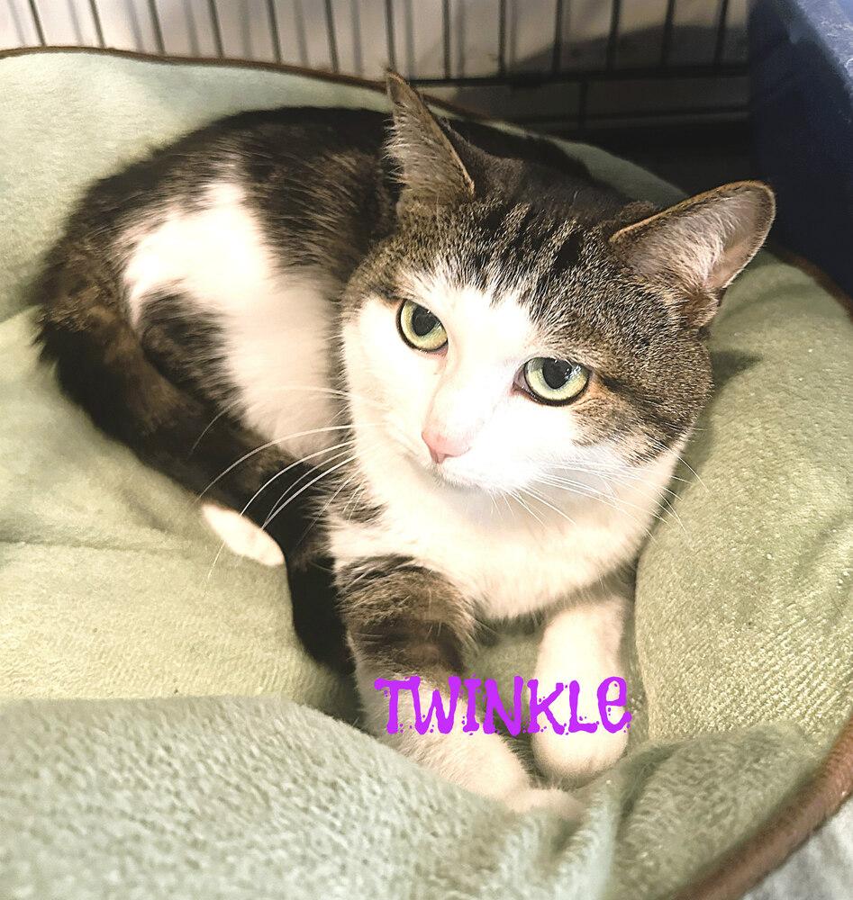 Enlarge Twinkle, a Adoptable American Shorthair in Mooresville, NC image 1/2