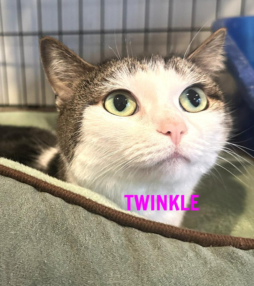 Enlarge Twinkle, a Adoptable American Shorthair in Mooresville, NC image 2/2