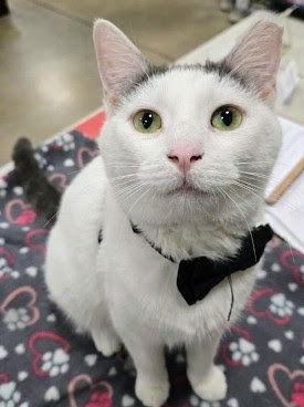 Enlarge Sir Whisker, a Adoptable Domestic Short Hair in Norwood, OH image 1/1