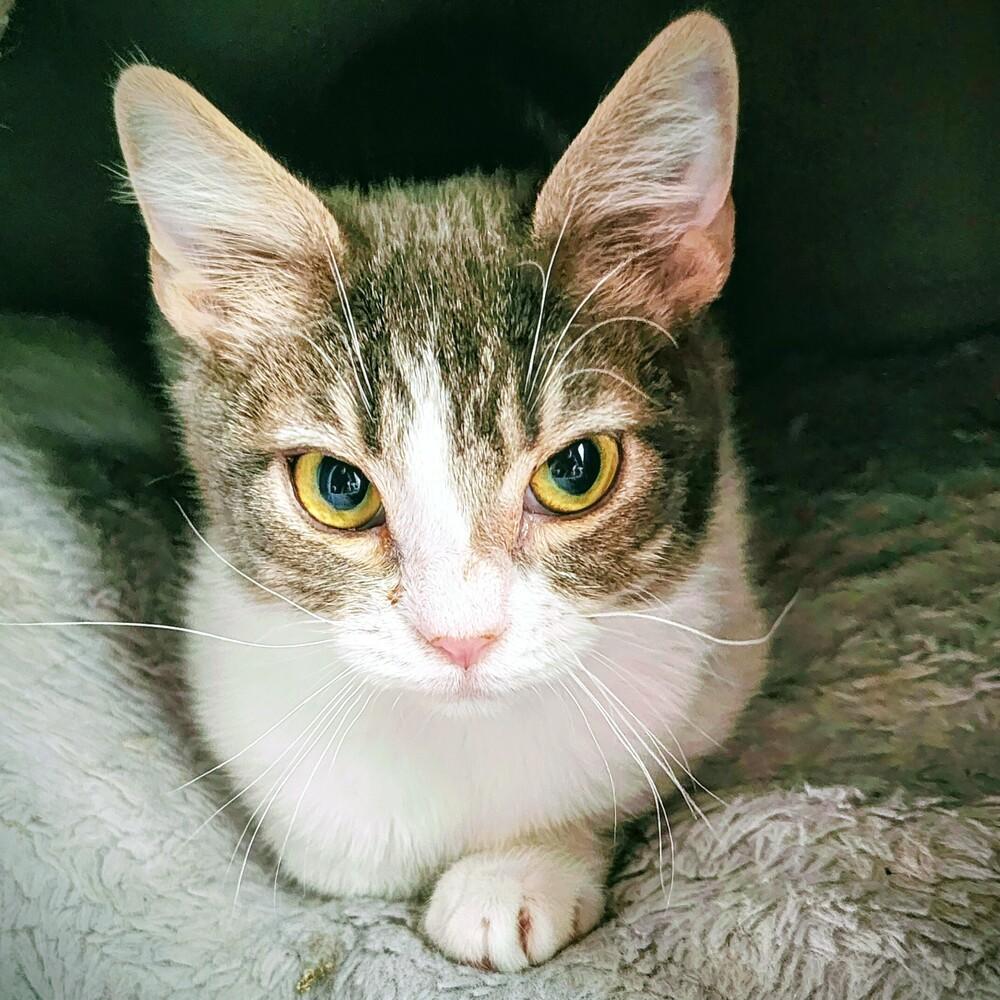 Dusk, Adoptable, Kitten Female Domestic Short Hair.