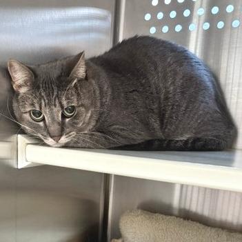 Indy, Adoptable, Senior Female Domestic Short Hair.