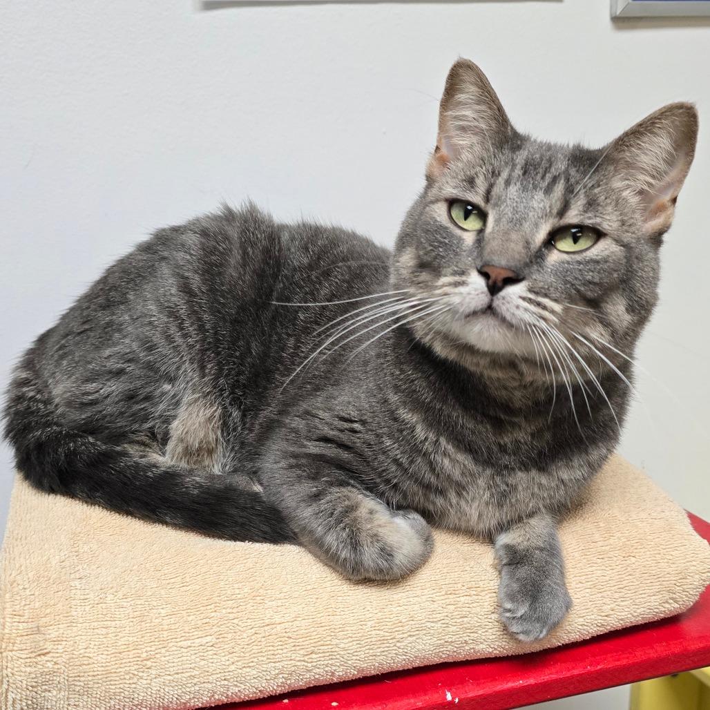 Enlarge Indy, a Adoptable Domestic Short Hair in Denver, CO image 2/6