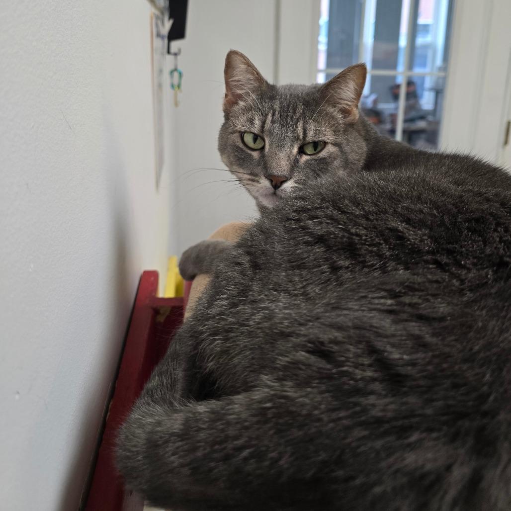 Enlarge Indy, a Adoptable Domestic Short Hair in Denver, CO image 3/6