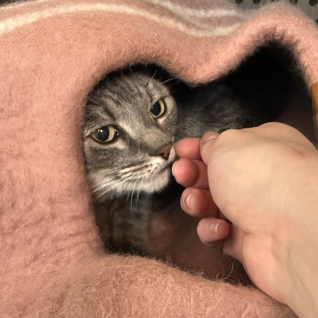 Enlarge Indy, a Adoptable Domestic Short Hair in Denver, CO image 4/6