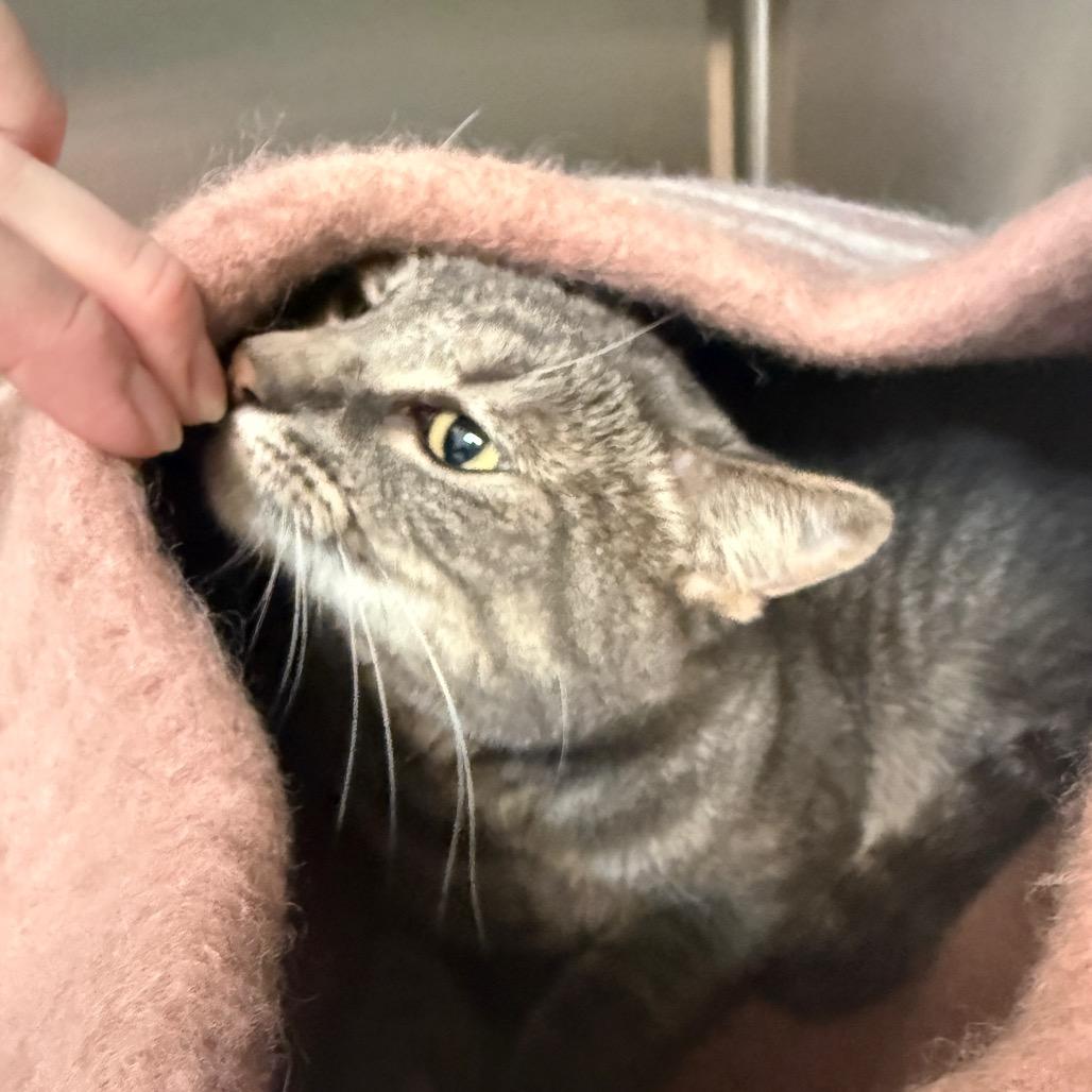 Enlarge Indy, a Adoptable Domestic Short Hair in Denver, CO image 6/6