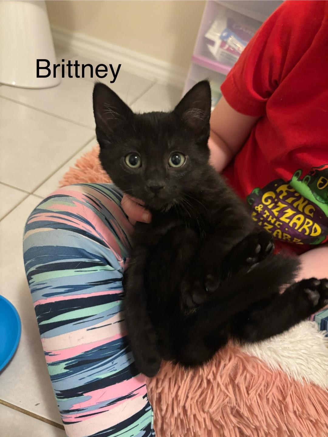Brittney bonded with Jeanette, Adoptable, Kitten Female Domestic Short Hair.