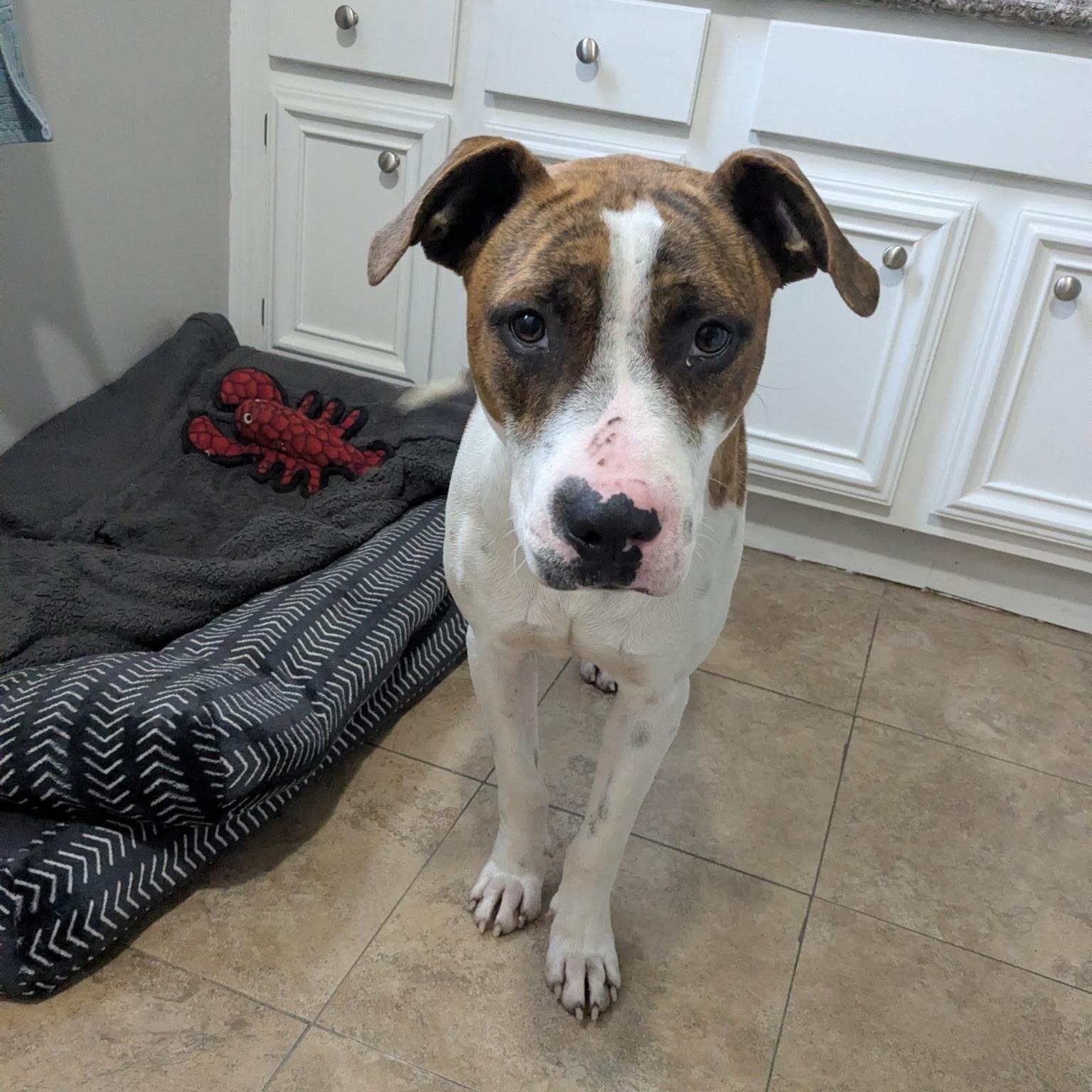 Enlarge Luther , a Adoptable mixed breed in Olympia , WA image 3/5