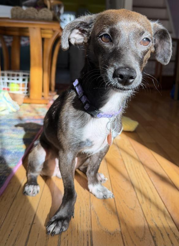 Enlarge Cupcake (MD), a Adoptable Dachshund in Ellicott City, MD image 1/1