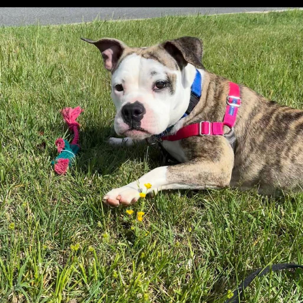 Enlarge Chevy, a Adoptable mixed breed in Lynchburg, VA image 1/2