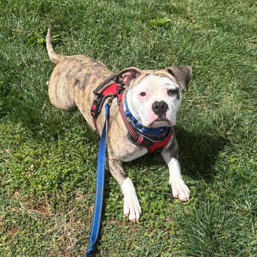 Enlarge Chevy, a Adoptable mixed breed in Lynchburg, VA image 2/2