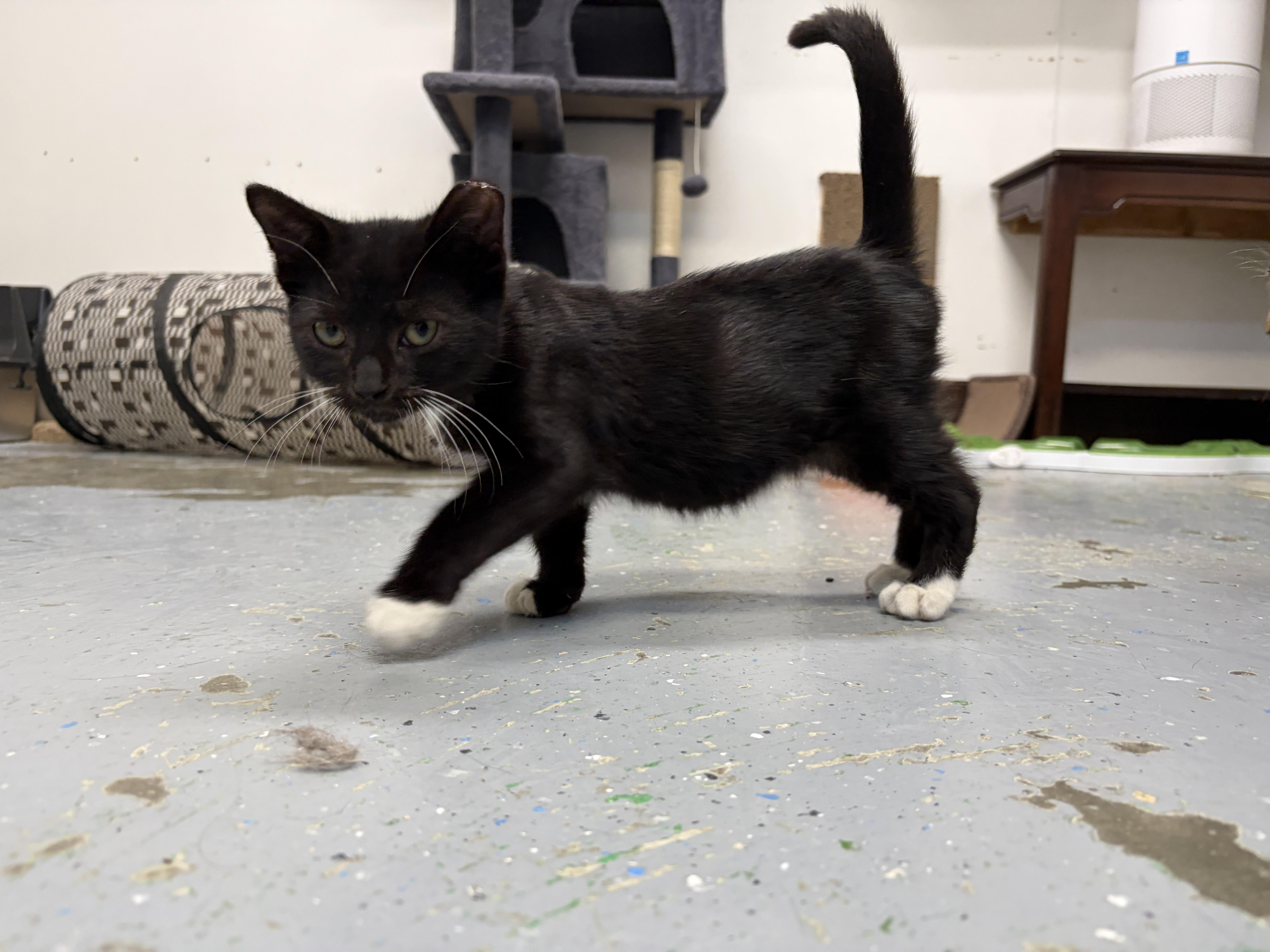Enlarge Kermit, a Adopted American Shorthair in Perry, GA image 1/1