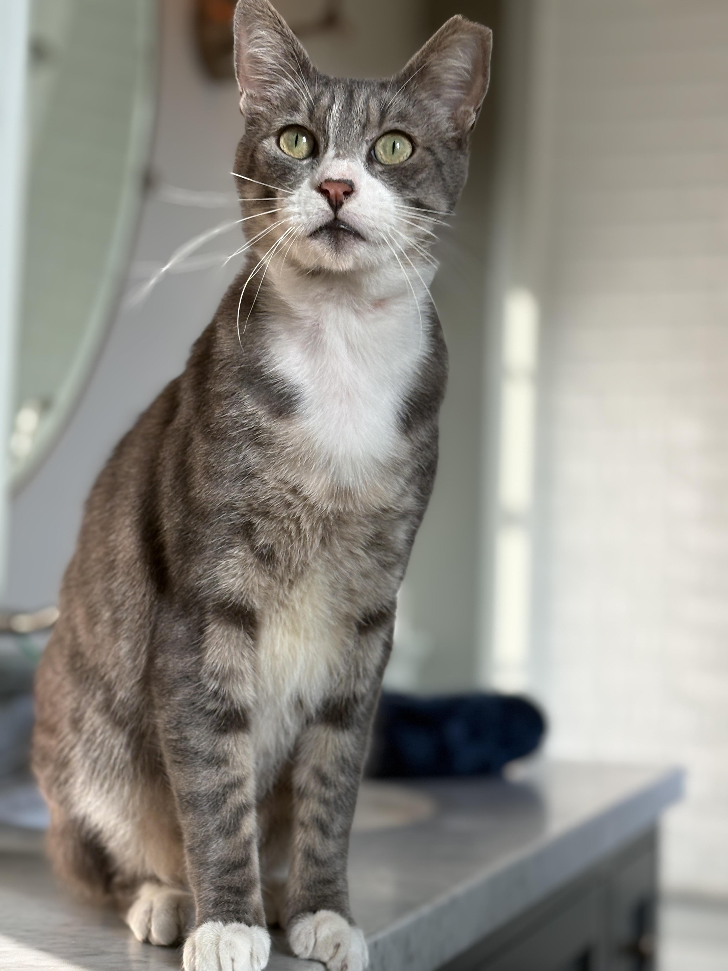 Griffin, ADOPTABLE, Adult Male Domestic Short Hair.