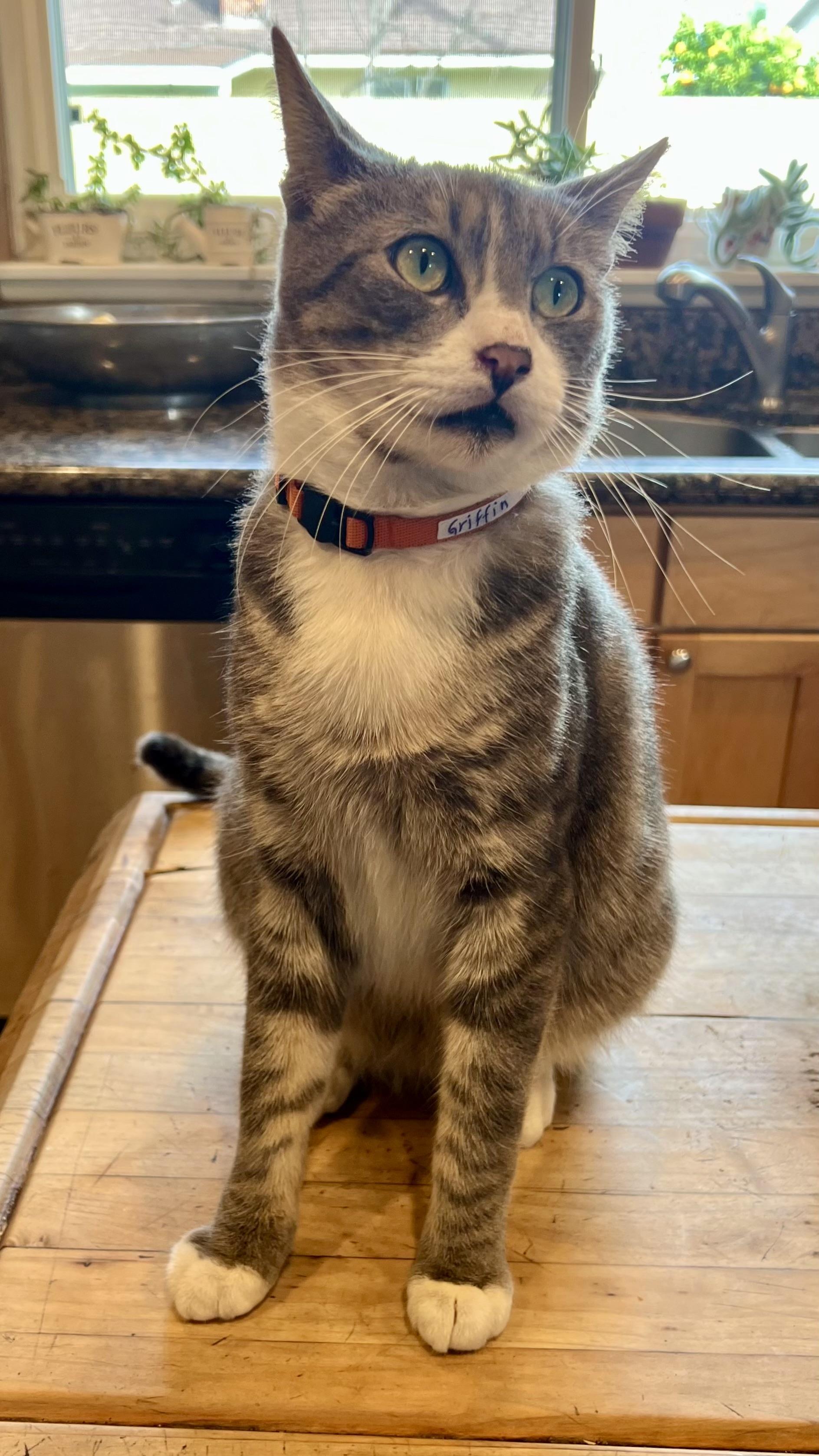 Griffin, a ADOPTABLE Domestic Short Hair in Pacific Palisades, CA image 4/6