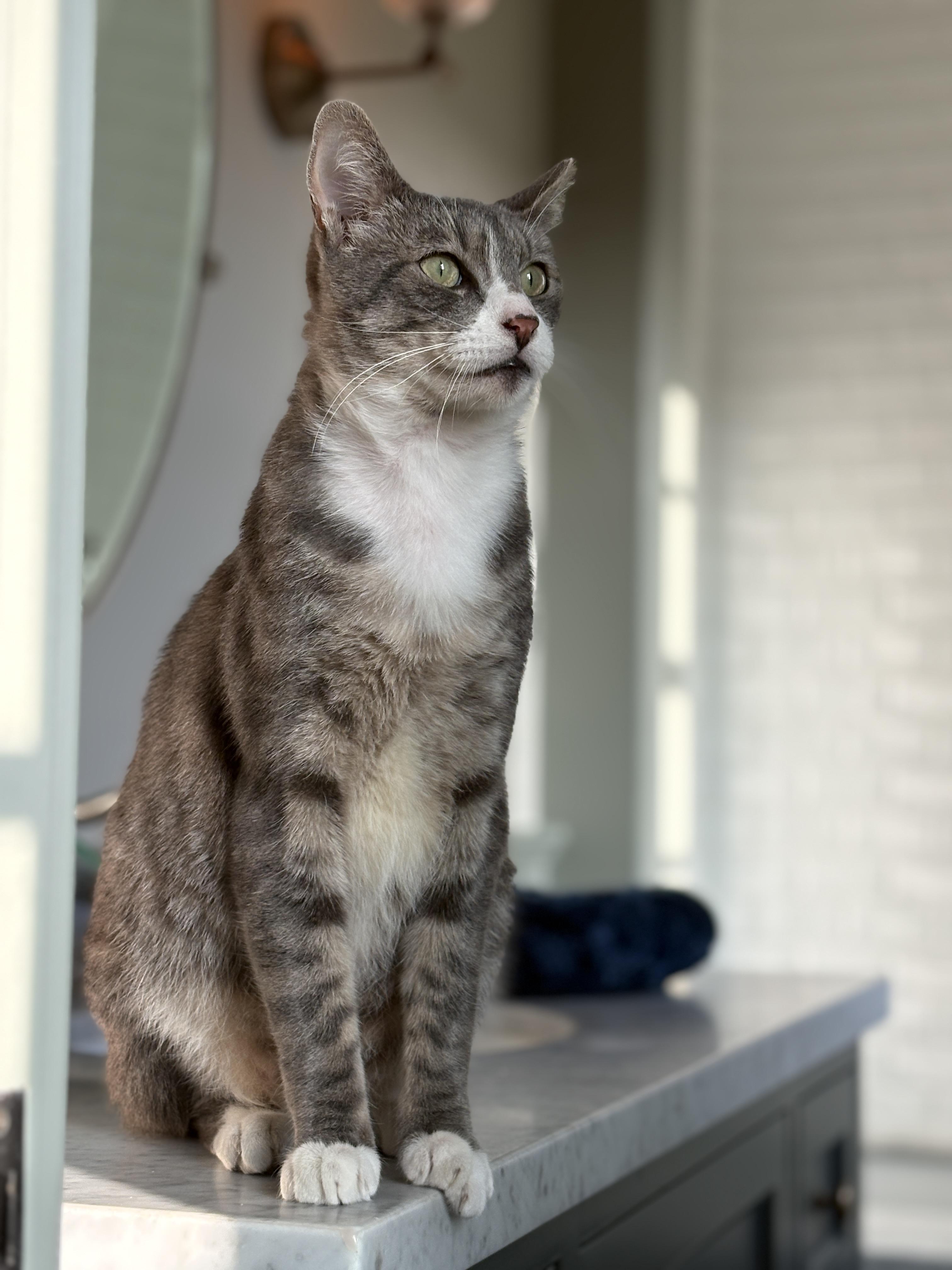Griffin, a ADOPTABLE Domestic Short Hair in Pacific Palisades, CA image 3/6