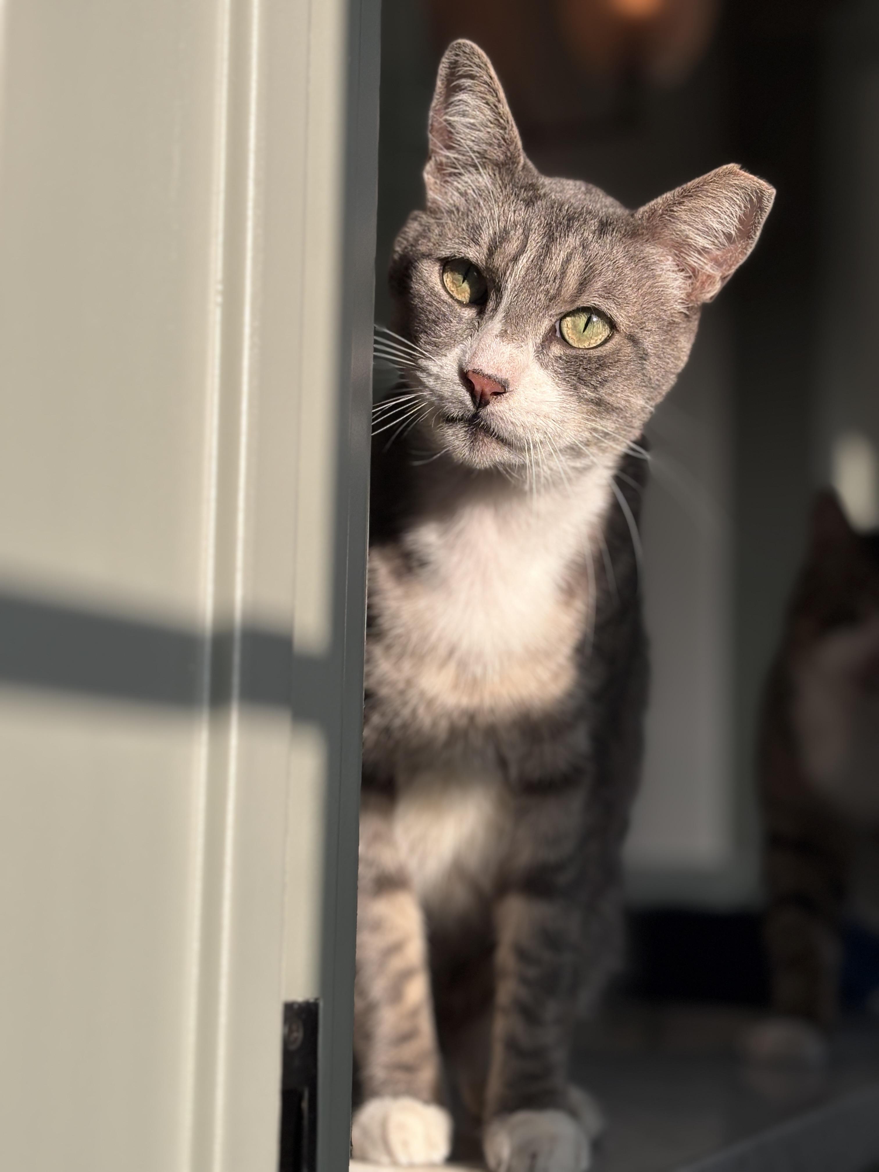 Griffin, a ADOPTABLE Domestic Short Hair in Pacific Palisades, CA image 2/6