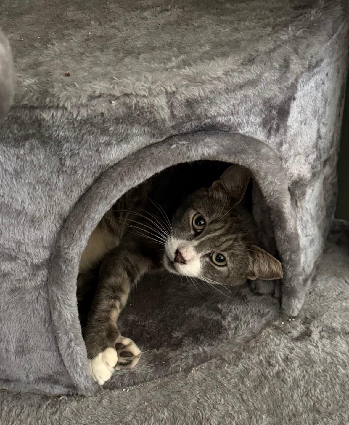 Griffin, a ADOPTABLE Domestic Short Hair in Pacific Palisades, CA image 5/6