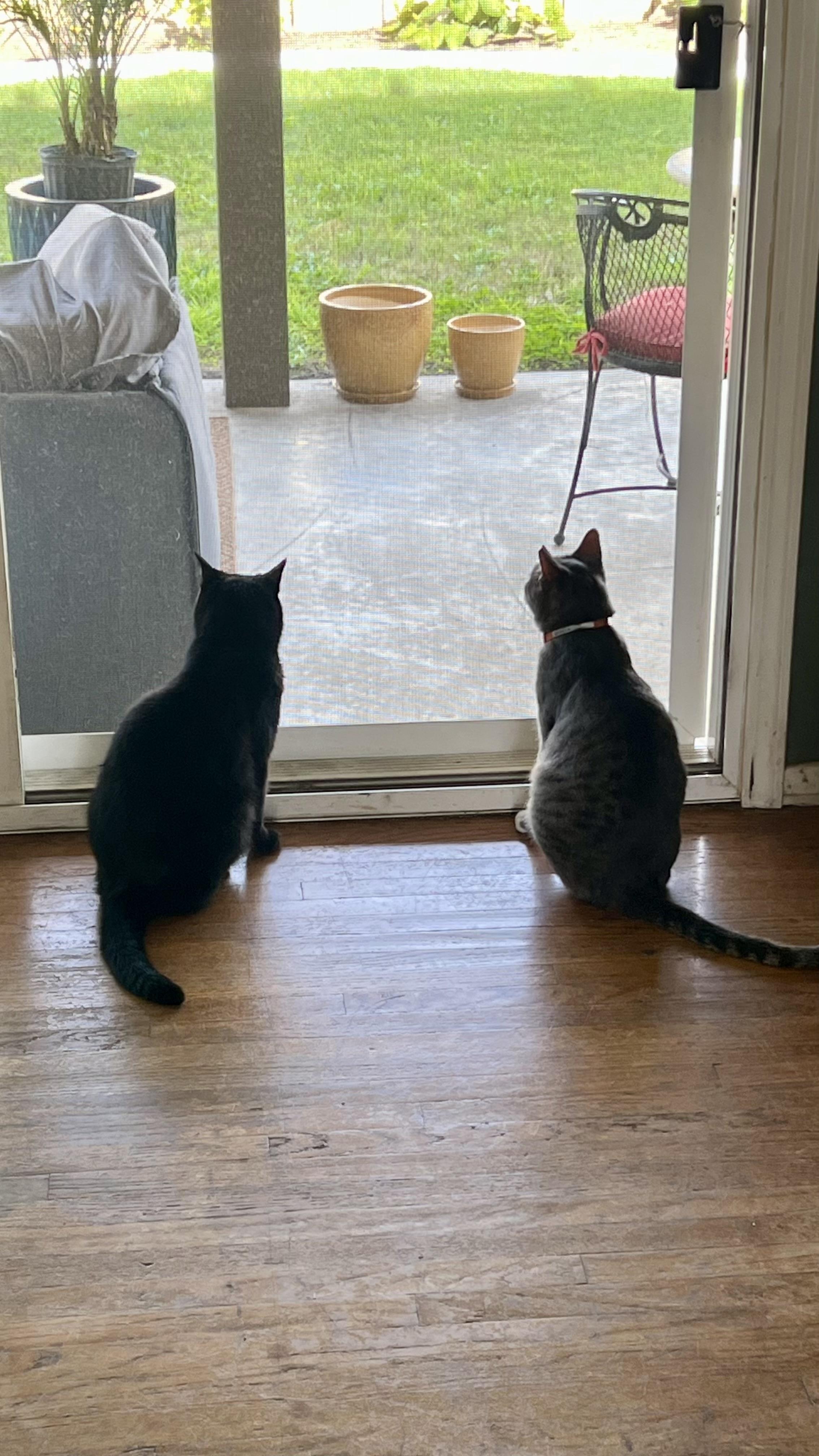 Griffin, a ADOPTABLE Domestic Short Hair in Pacific Palisades, CA image 6/6