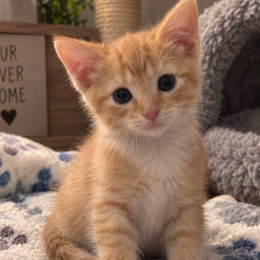 Johnny, Adoptable, Kitten Male Tabby & Domestic Short Hair.