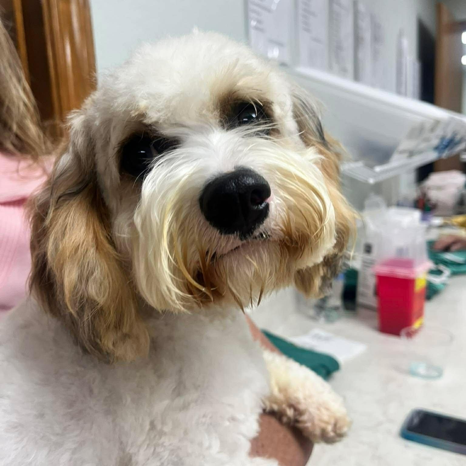 Enlarge Zak , an adopted Cockapoo in Minooka, IL image 1/1
