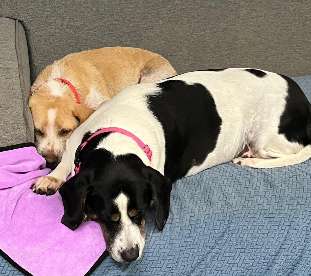 Enlarge Shelly, a ADOPTABLE mixed breed in Tomball, TX image 6/6