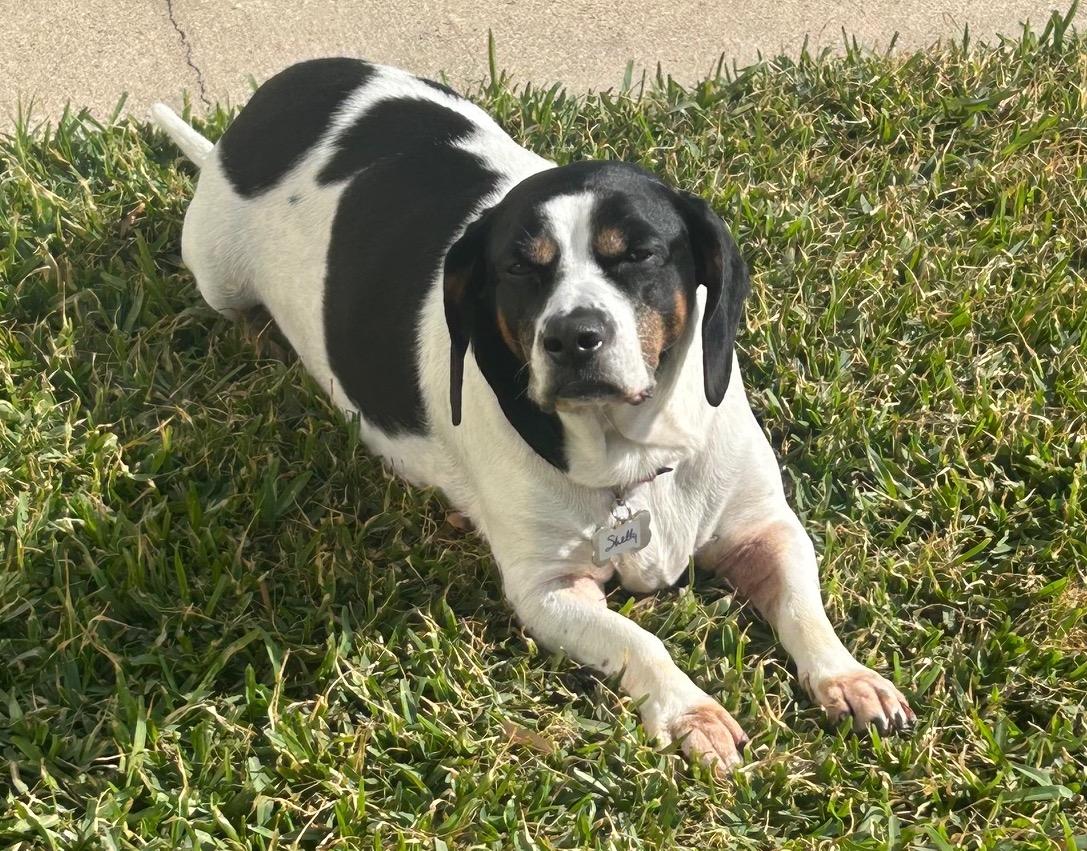 Enlarge Shelly, a ADOPTABLE mixed breed in Tomball, TX image 2/6