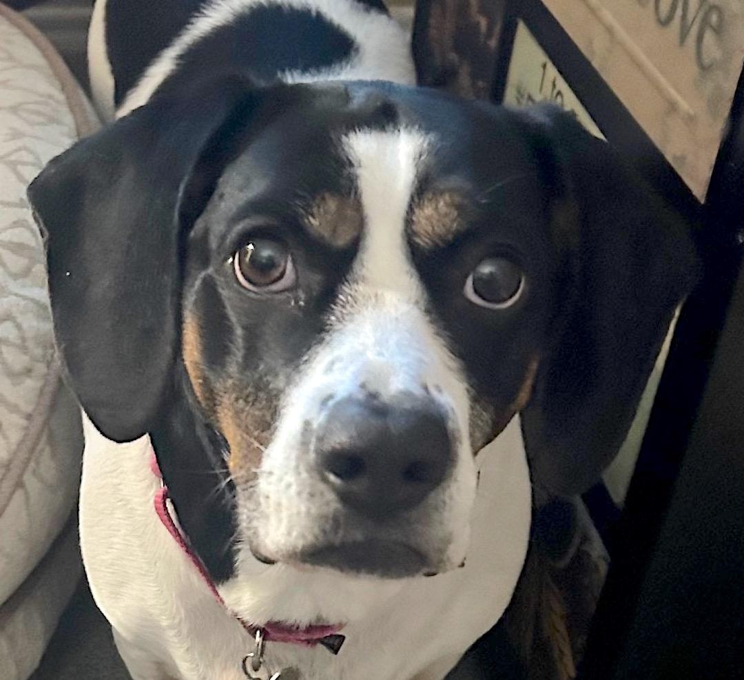 Shelly, ADOPTABLE, Adult Female Basset Hound.