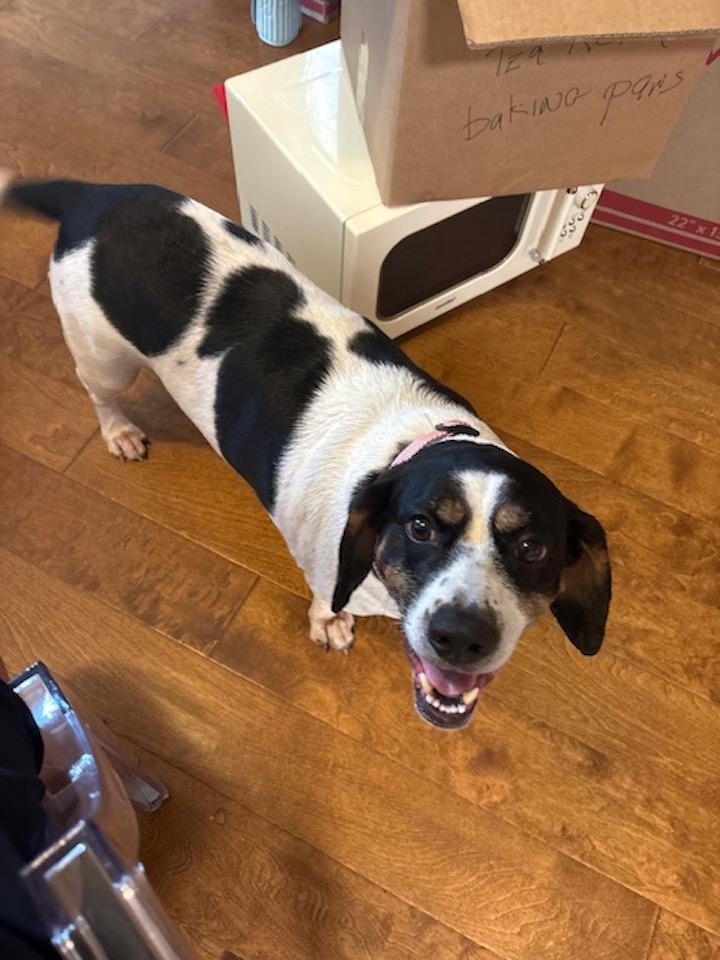 Enlarge Shelly, a ADOPTABLE mixed breed in Tomball, TX image 5/6