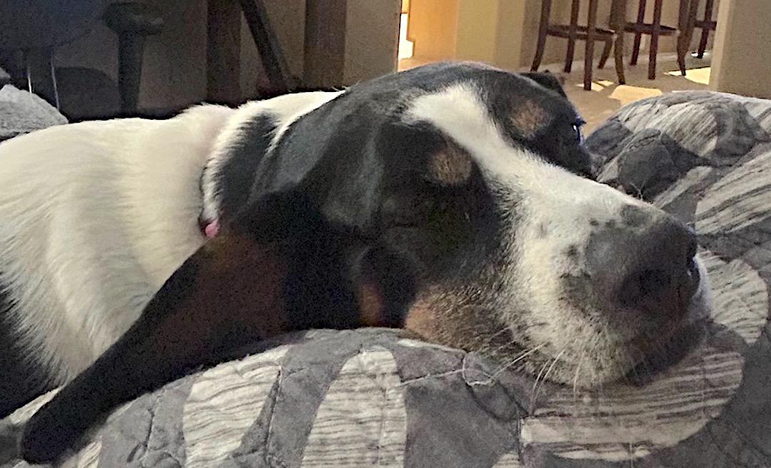 Enlarge Shelly, a ADOPTABLE mixed breed in Tomball, TX image 3/6