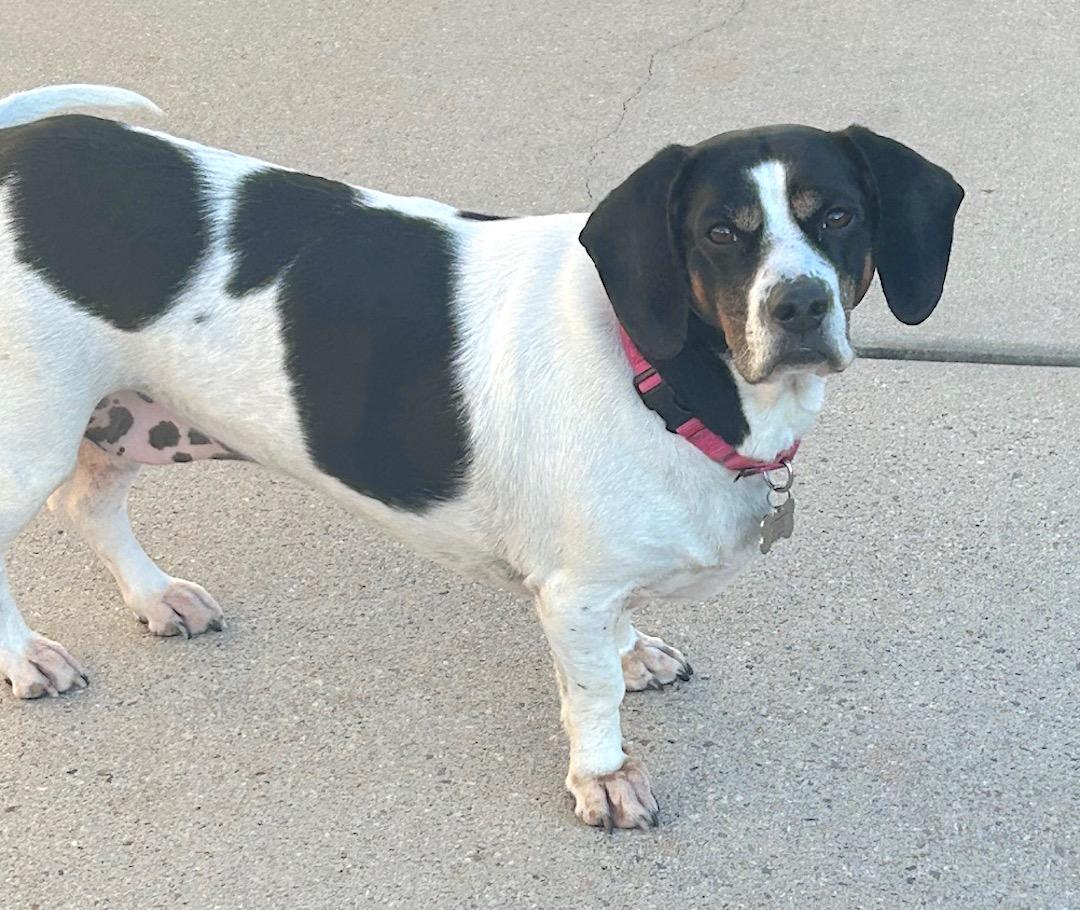 Enlarge Shelly, a ADOPTABLE mixed breed in Tomball, TX image 4/6