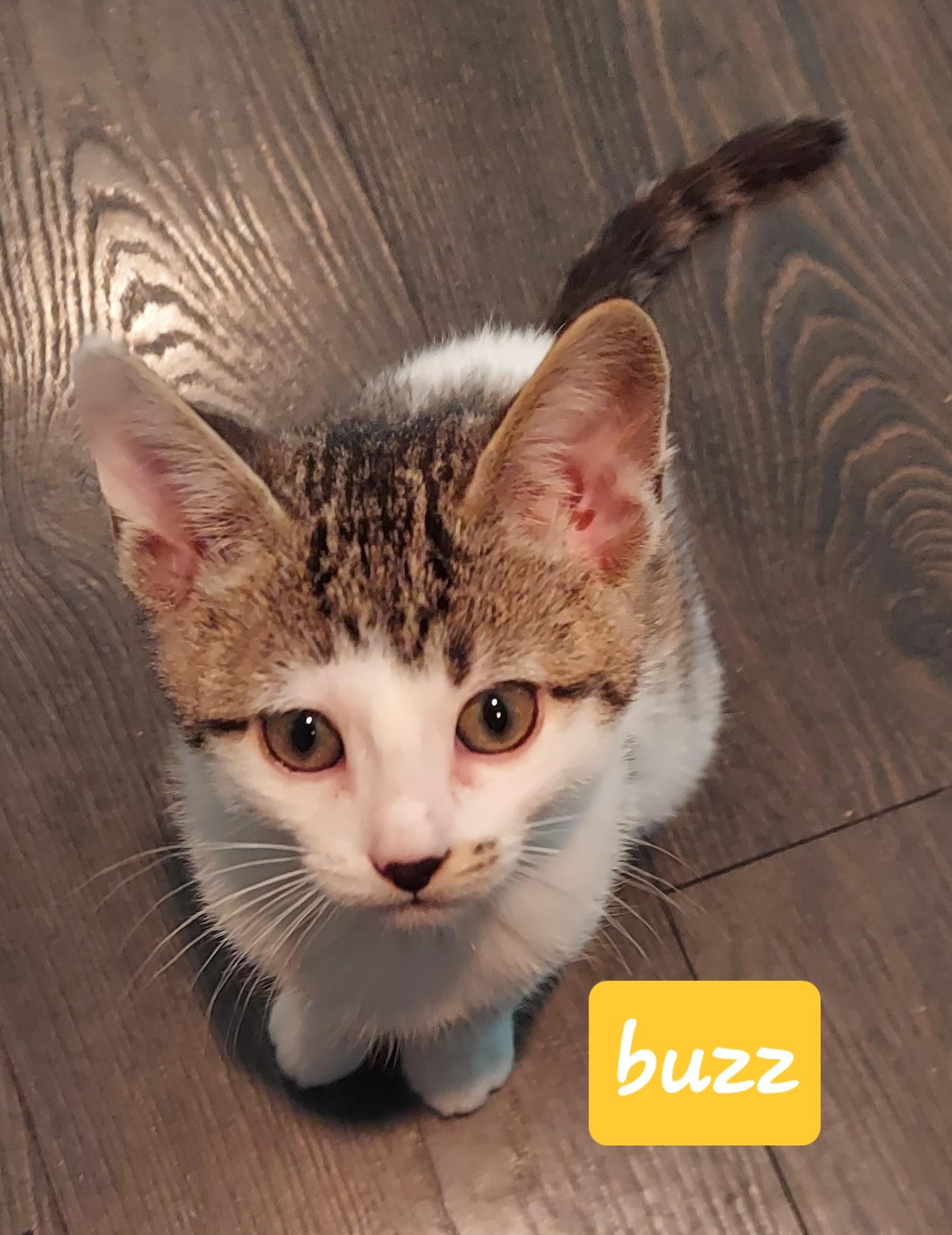 Enlarge Buzz, an adopted mixed breed in Succasunna, NJ image 1/1