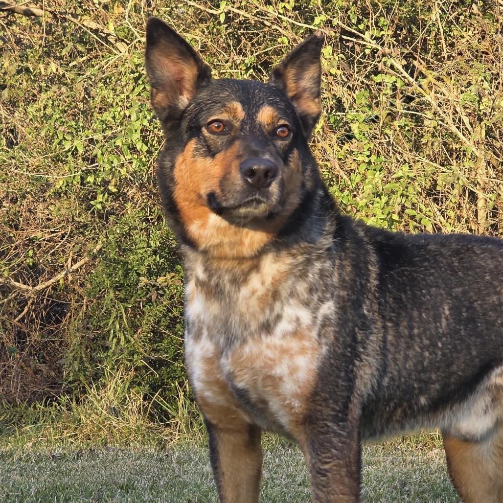 Pickleball — thumbnail 2