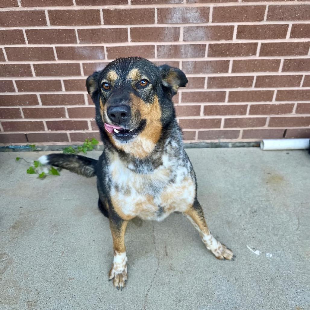 Pickleball — thumbnail 6