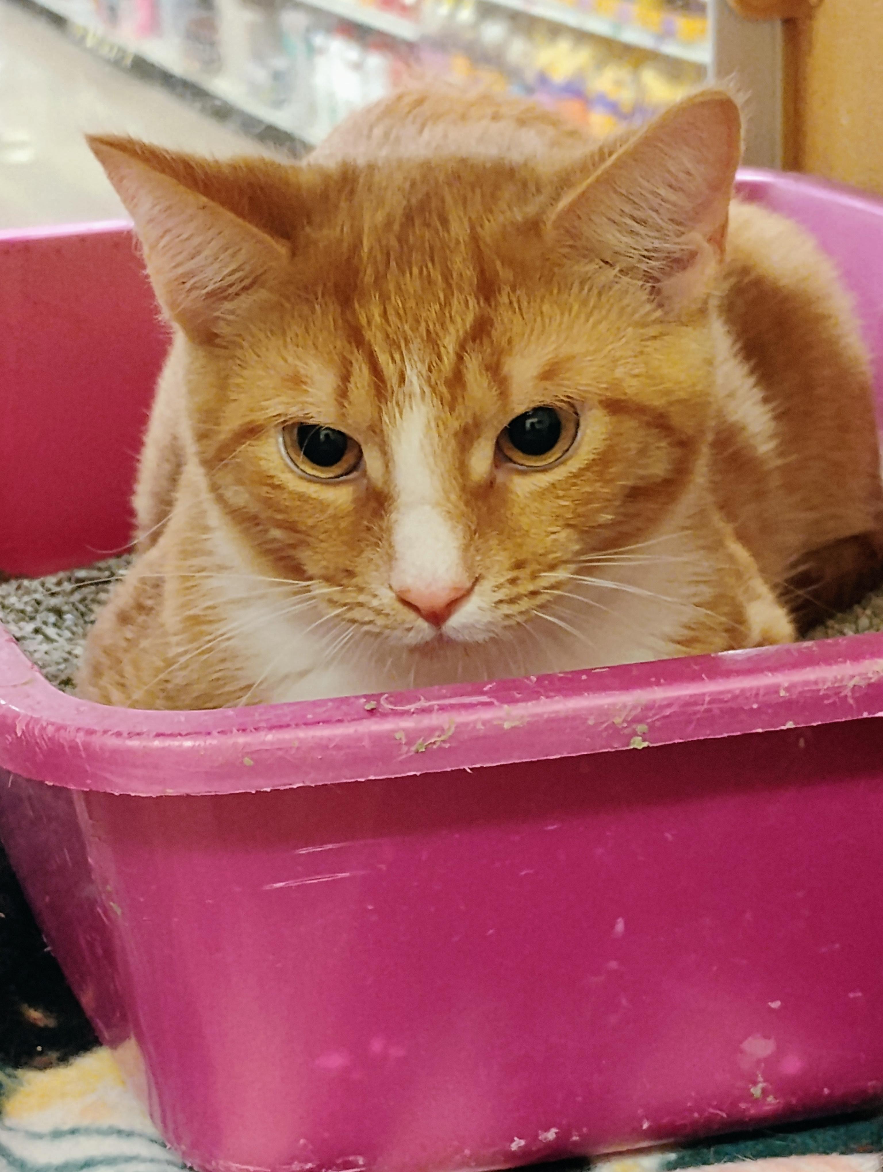 Enlarge Alfred, a Adopted Extra-Toes Cat / Hemingway Polydactyl in Williamsburg, VA image 1/1
