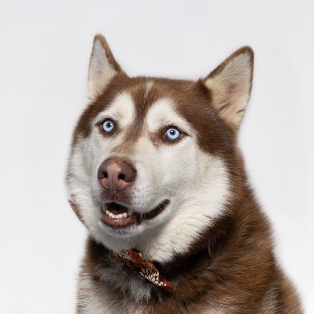 Enlarge DJ, a Adoptable Siberian Husky in Santa Maria, CA image 1/1