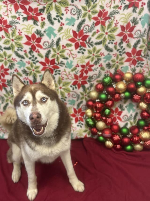 Enlarge DJ, a Adoptable Siberian Husky in Santa Maria, CA image 1/1