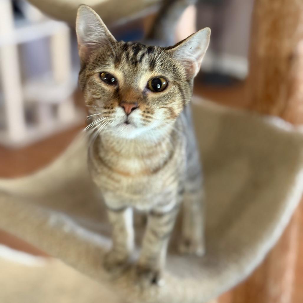 Chalupa, Adoptable, Young Female Domestic Short Hair.