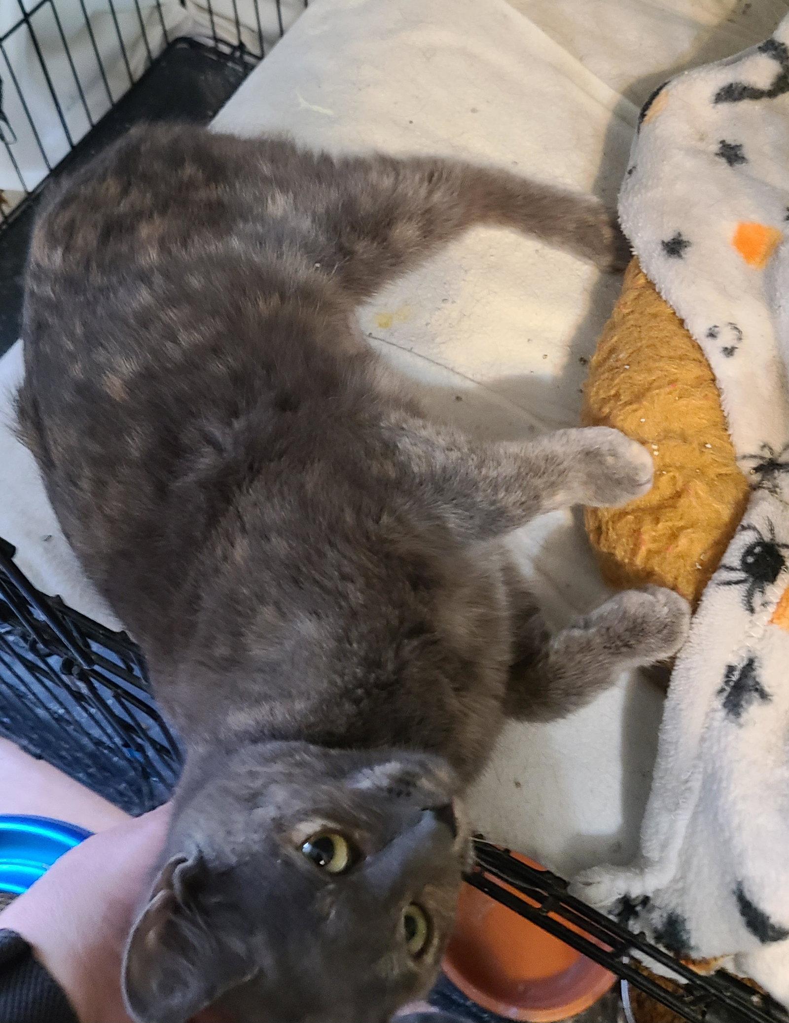 Elawayze, Adoptable, Young Female Domestic Short Hair.