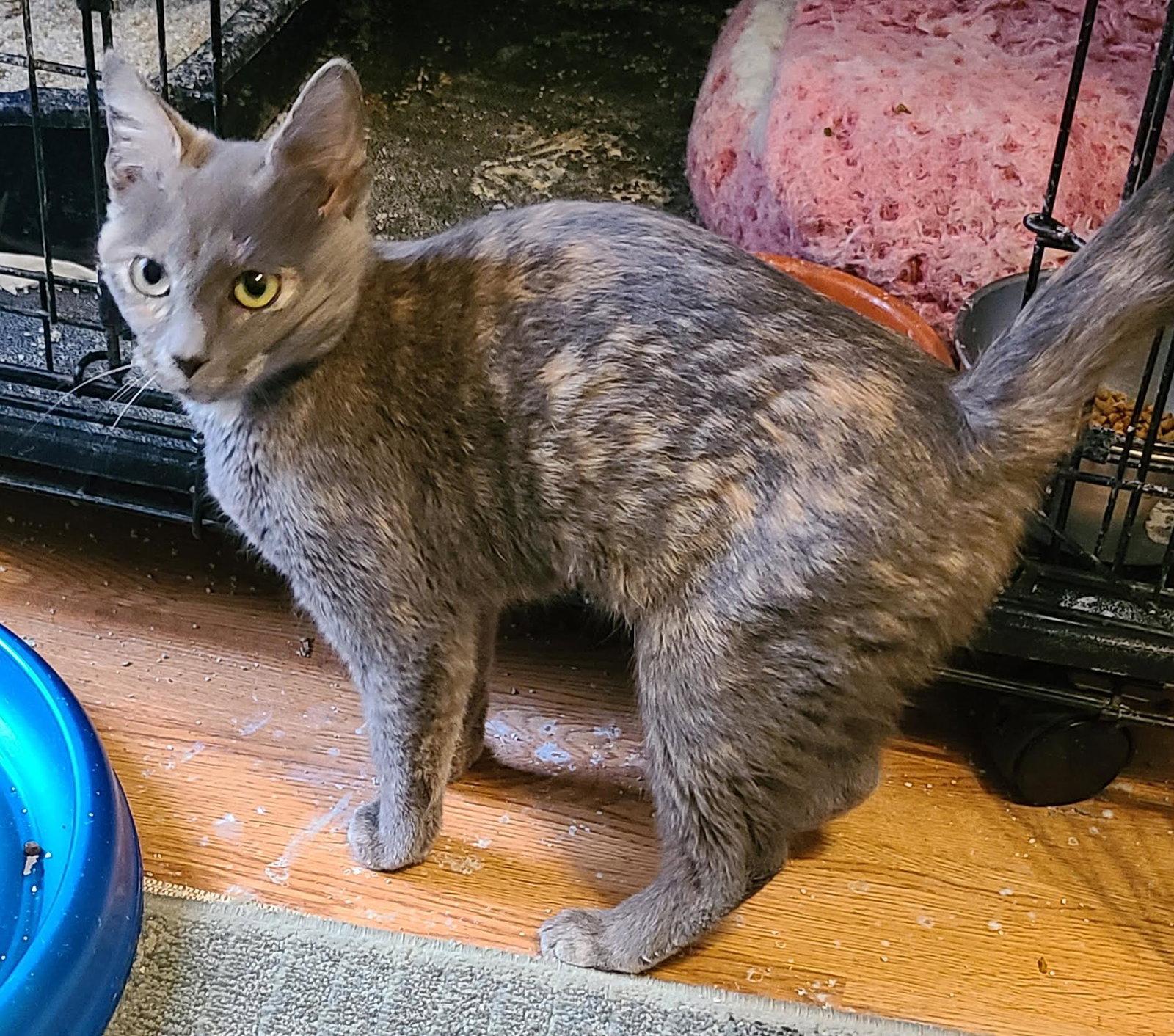Enlarge Elawayze, a Adoptable Domestic Short Hair in Crossville, TN image 2/2