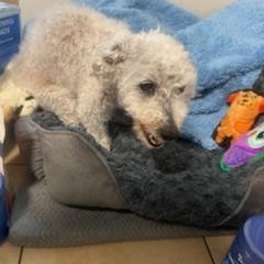 Enlarge Alice, a ADOPTABLE Poodle in Matthews, NC image 2/2