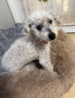 Alice, ADOPTABLE, Senior Female Poodle.