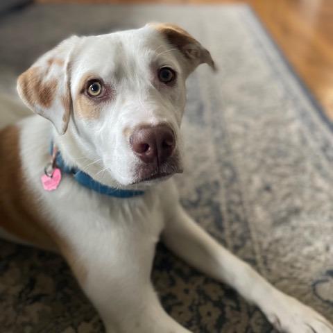 Enlarge Atlas, a Adoptable mixed breed in Delaware, OH image 1/6