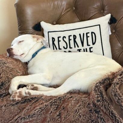 Enlarge Atlas, a Adoptable mixed breed in Delaware, OH image 1/6