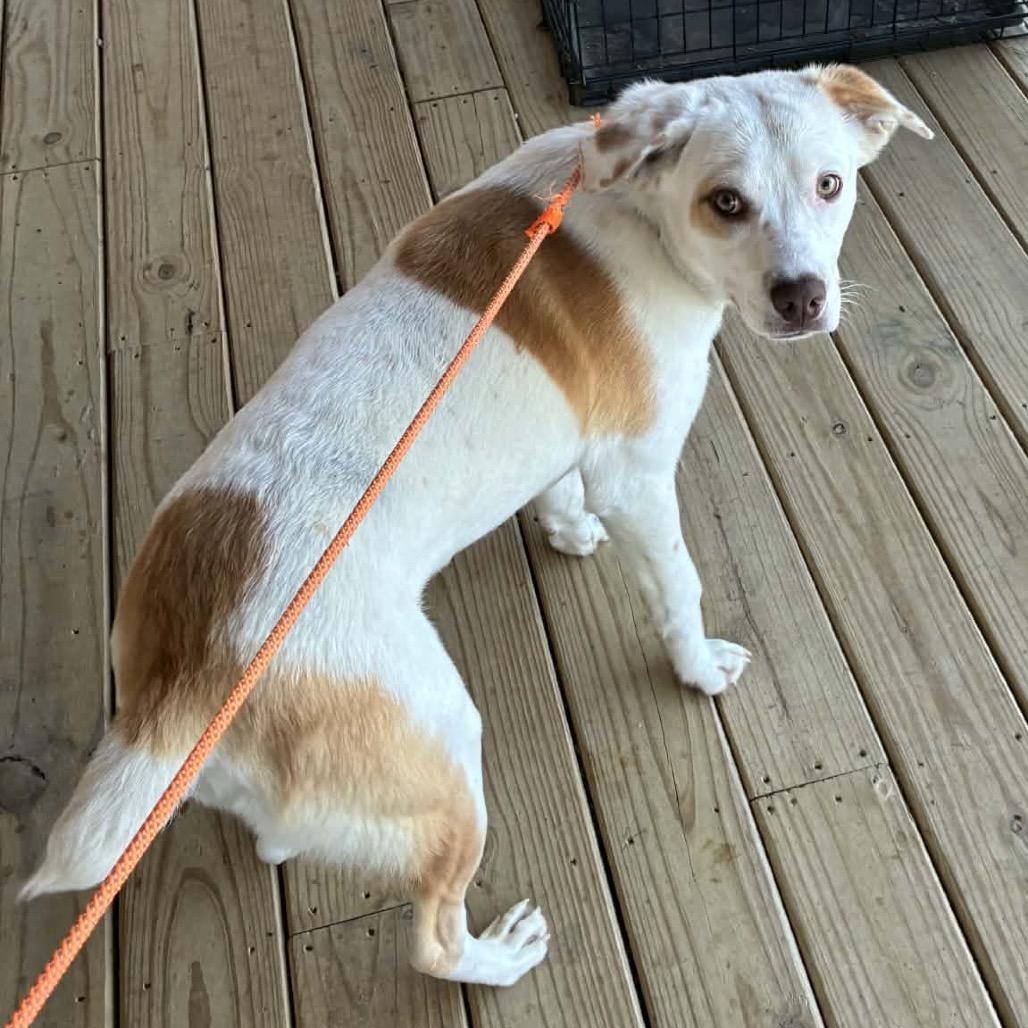 Enlarge Atlas, a Adoptable mixed breed in Delaware, OH image 2/6