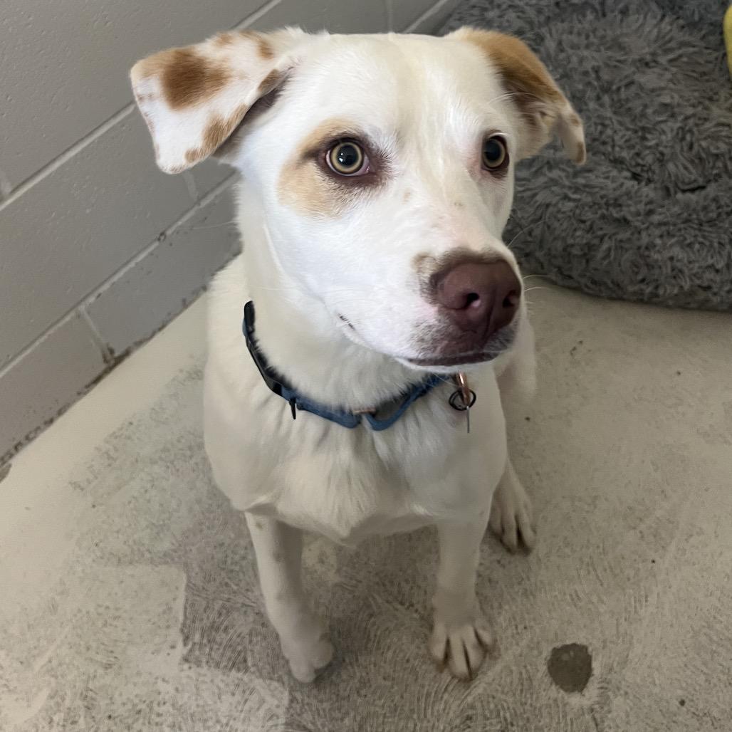 Enlarge Atlas, a Adoptable mixed breed in Delaware, OH image 3/6