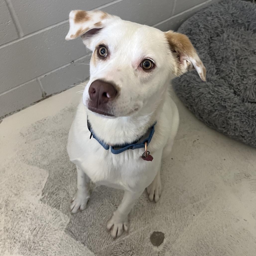 Enlarge Atlas, a Adoptable mixed breed in Delaware, OH image 4/6