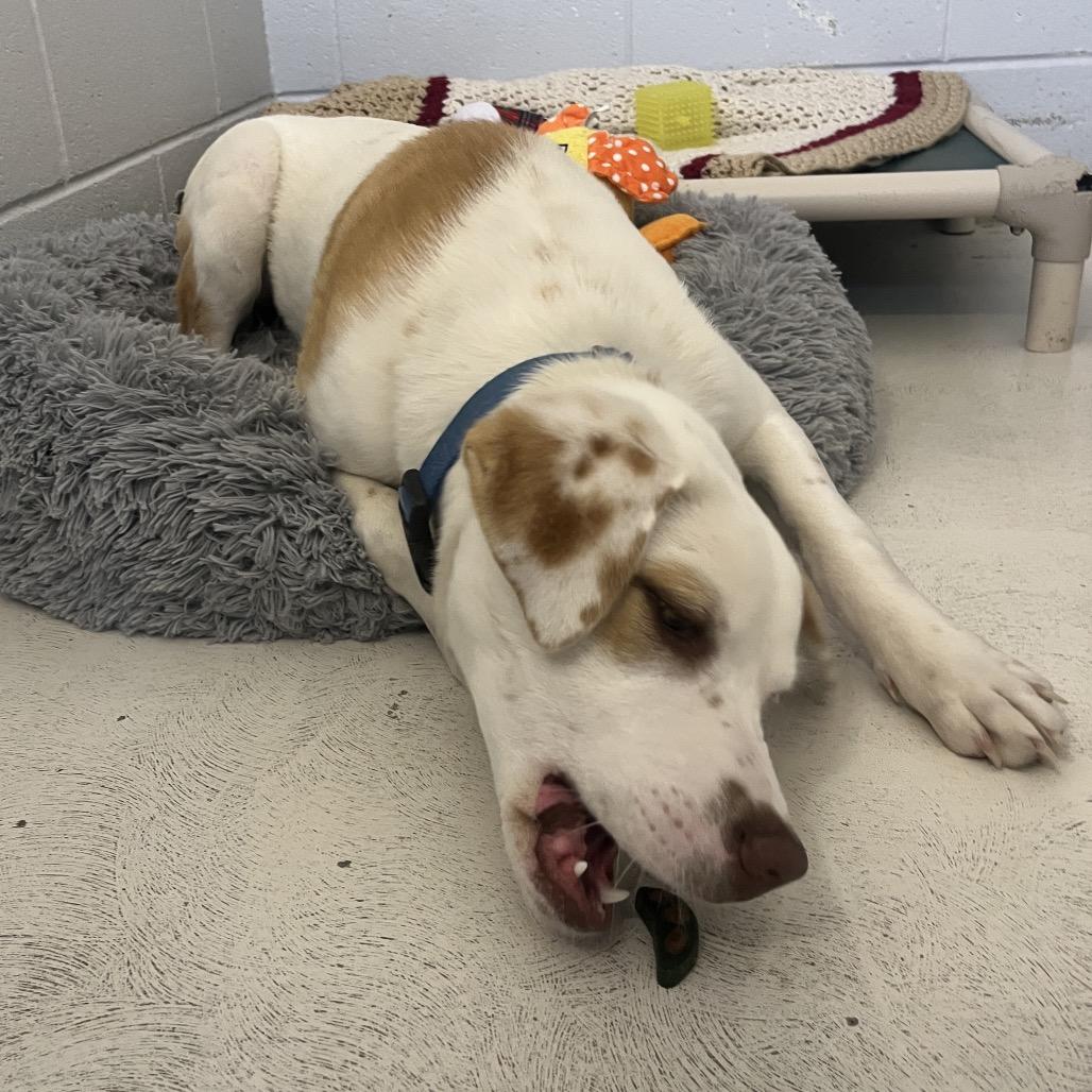 Enlarge Atlas, a Adoptable mixed breed in Delaware, OH image 6/6