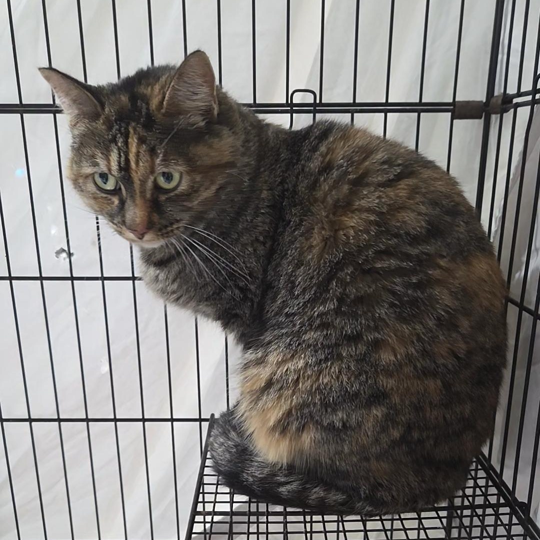 Leia, a ADOPTABLE Domestic Short Hair in Columbia, MO image 1/3